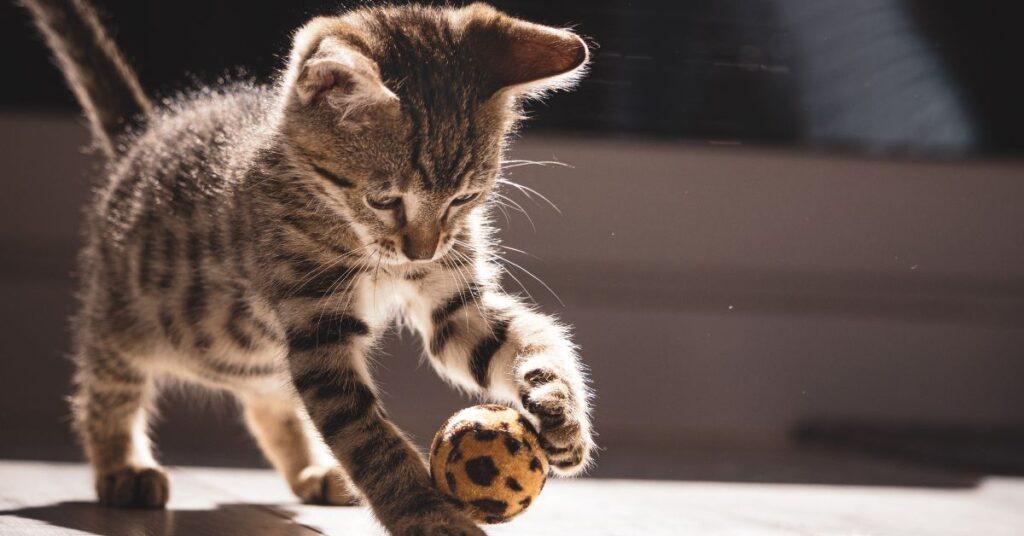 A cat playing with the ball